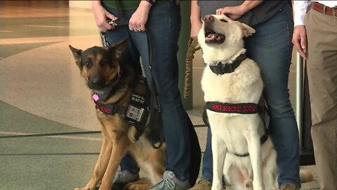 Salute to Service: Patriot K9s of Wisconsin helping local veterans