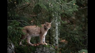 How to Survive a Bobcat Attack