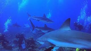 Scuba Diving with Sharks! (part 3)