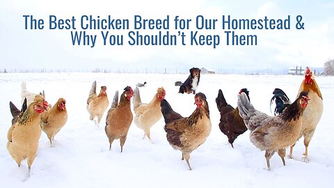 The Absolute Best Chickens for Our Homestead & Why You Probably Shouldn't Keep Them