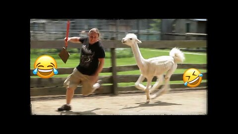 Funny Animals Scarring And Chasing People 2023 Compilation #funnyanimals #animalvideos
