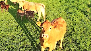 Curious cow fascinated by low flying drone in her meadow