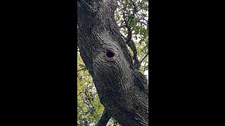 Paddle boarding bee tree. I get to put up 'bee houses' (swarm traps) on this property.