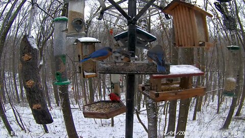 Bluebird missing tail & Downy woodpeckers
