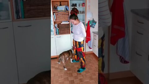 The cutest dog ever, learned new trick. English Bullterrier best dog skill