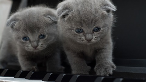 🐾 Sweet kittens