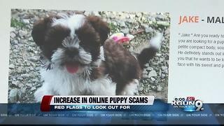 Oro Valley Police warn public about online puppy scams