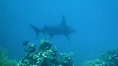 Diver has extreme encounter with massive hammerhead