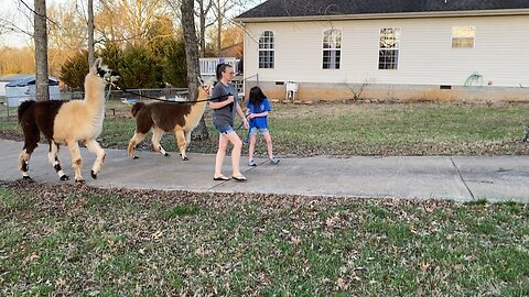 Walking the llamas on a warm late-winter day.