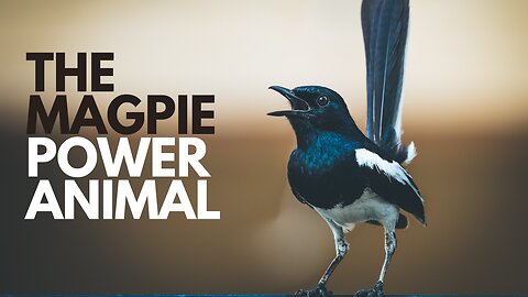 The Magpie Power Animal