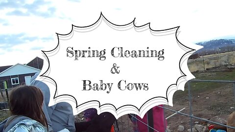 Spring Cleaning and Baby Cows