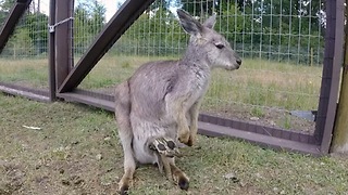 Enormously large baby wallaby falls from mother's pouch