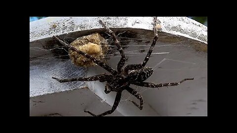 Gigantic fishing spider is one of nature's best scuba divers