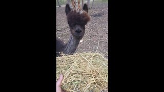 FEEDING our nabours FARM ANIMALS