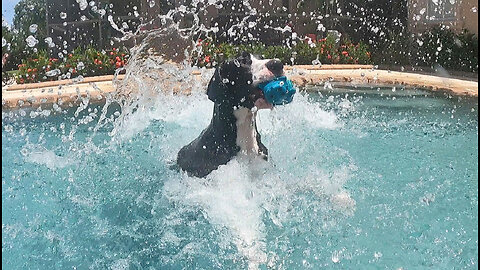 Funny Great Dane Loves Squeaking Her Oinker Piggy While Swimming