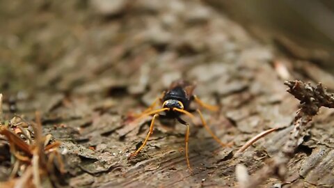 Forest hornet video stock footage