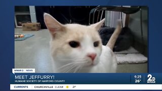 Jeffury the cat is up for adoption at the Humane Society of Harford County