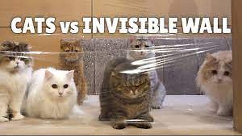 😺🚀 Cat vs. Invisible Wall Challenge ✨