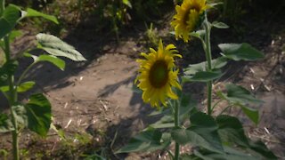 Munsell Farms' sunflowers are in full bloom, but not for long