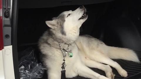 Stubborn Husky Refuses To Leave Car, Throws Epic Tantrum