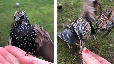 Girl hand feeds wild birds - super friendly starlings!