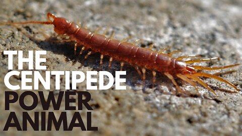 The Centipede Power Animal