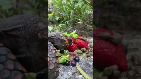 Melon the RedFoot Tortoise Eating