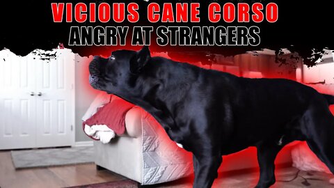 VICIOUS Cane Corso ANGRY at Strangers on Property! GET OUT!