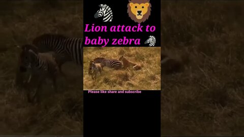 Lion attack to baby zebra 🦓#shorts #shortvideo #youtubeshorts