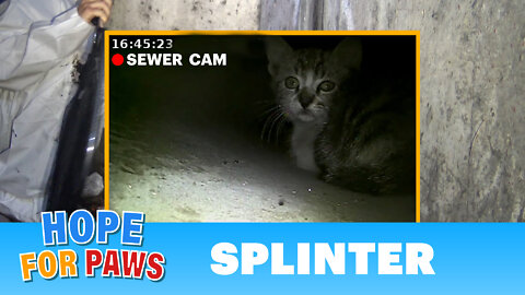 Kitten called for help from a storm drain until a man heard his little voice.