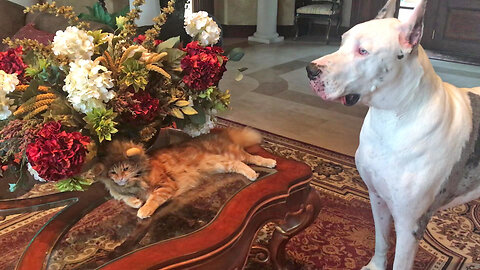 Funny Max & Katie The Great Danes Prefer Toys To Halloween Lion Cat