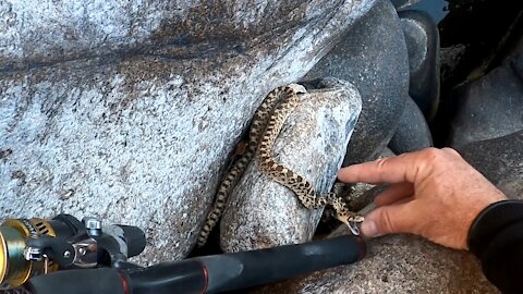 Catching Huge Trout - Saving a Baby Bull Snake - Fremont Canyon - Alcova Reservoir