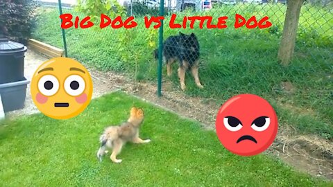 Little Dog Meets Big Dog! Funny Puppy Video