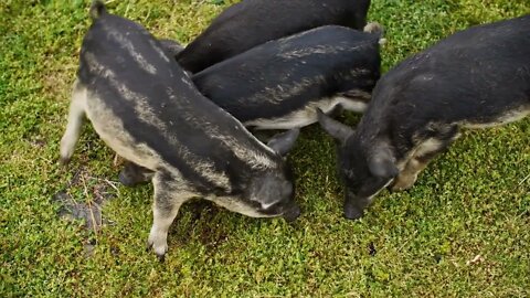 Little mangalica piglets grazing on green grass on livestock farm. Top view striped wild boar pigs e