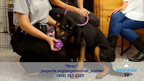 Paw Pals TV: Kat Lloyd at the City of Jasper TX Animal Shelter featuring Beau, a loving Rottweiler!