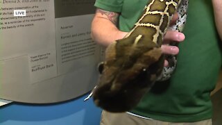 Meeting Oracle the Burmese Python at the Conservancy of Southwest Florida