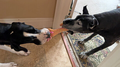 Playful Great Danes enjoy doorway tug of toy game