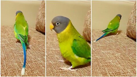 Sassy parrot struts his stuff and whistles for the camera