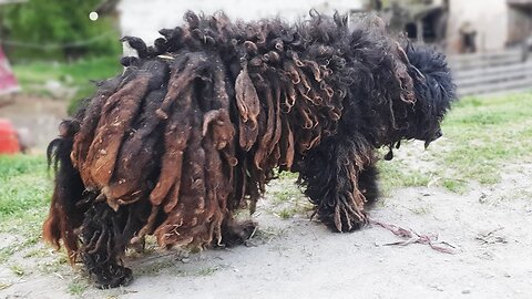 5-month-old baby shih tzu cut hair for the first time! ✂️❤️🐶