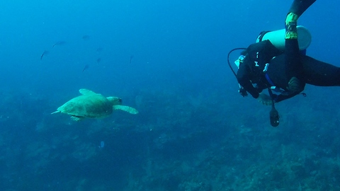 Endangered sea turtle appears from the deep to examine diver