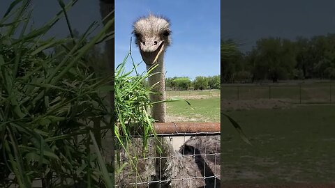Ostriches enjoying some grass #shorts