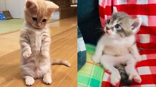 Baby Cats - Cute and Funny Cat Videos Compilation #17 - Aww Animals