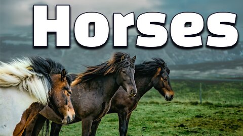 11 Amazing Facts of Horses | All about Horses for Kids