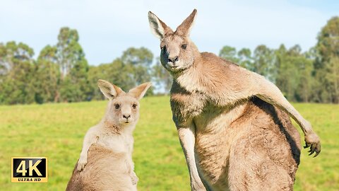Baby Kangaroos & Joeys - funy videos