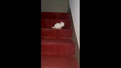 Cute kitten hops down the stairs!