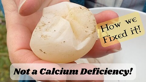 Solving Soft Egg Shells. Hint, it's not Calcium!
