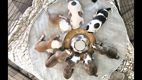 3 Week Old Alapaha Puppies Closeup Playing, Sleeping and Eating...