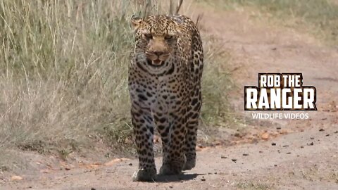 Stalking Leopard Disturbed By Buffalo | Maasai Mara Safari | Zebra Plains