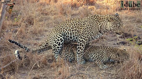 WILDlife: Leopard Reproduction Techniques