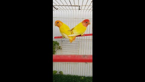 The most beautiful mutations Rosy-faced lovebird ( Rosy-faced lovebird )